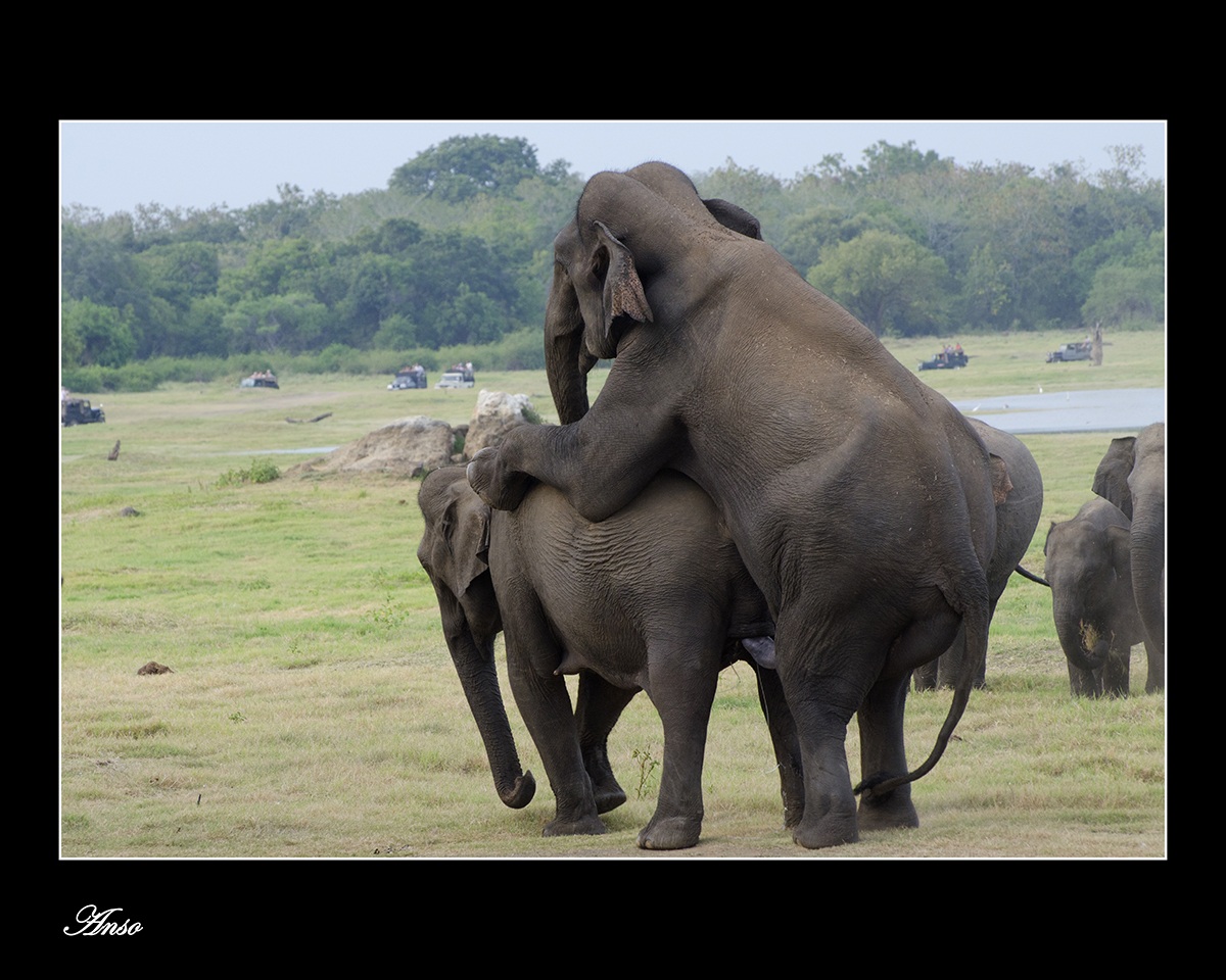mating elephants sri lanka...
