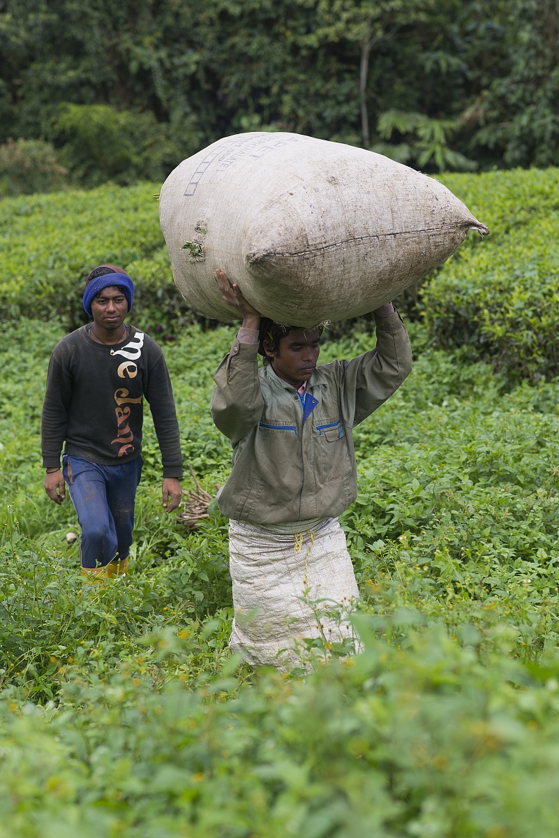 Worker at the tea plantage...