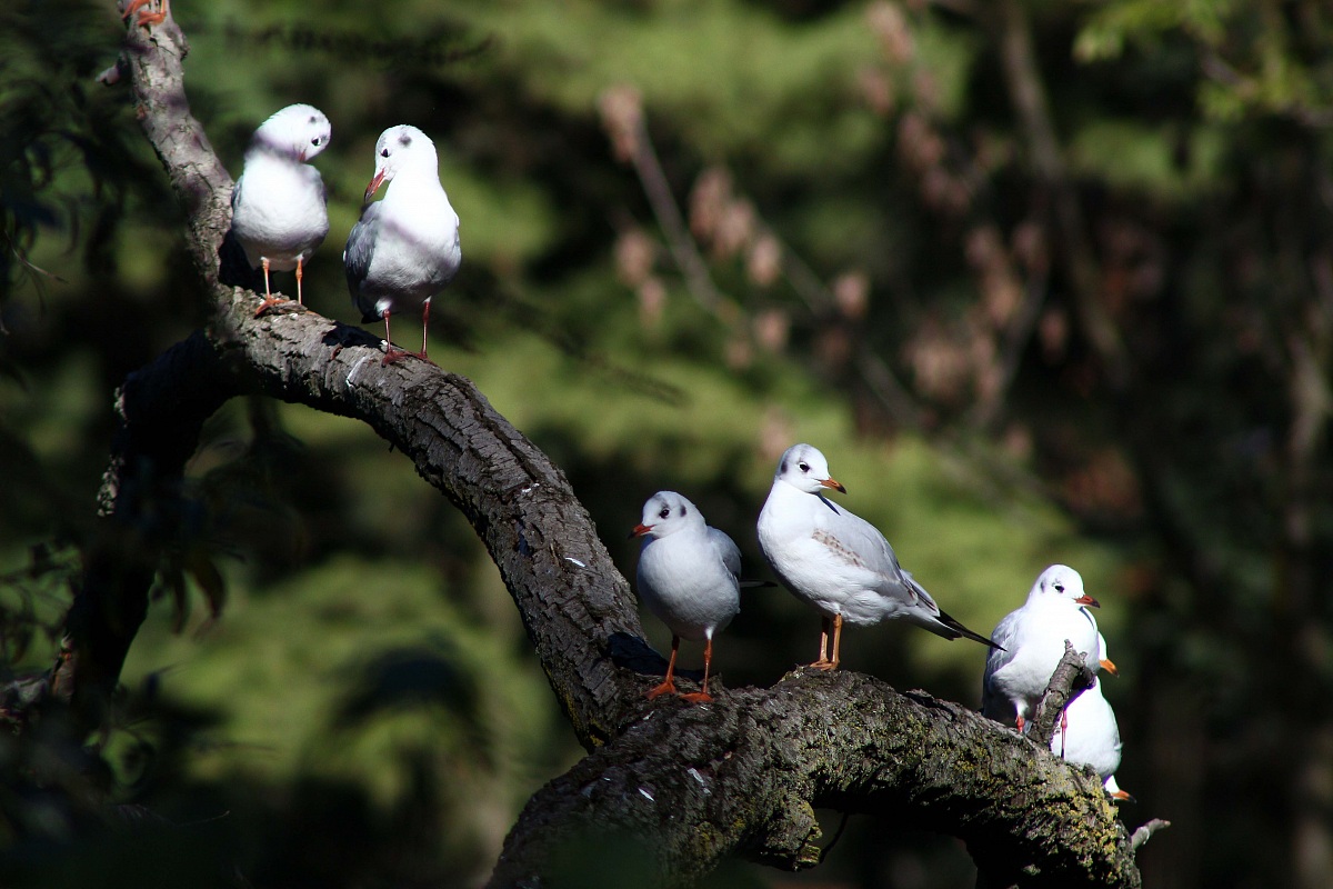 Seagulls at the park...