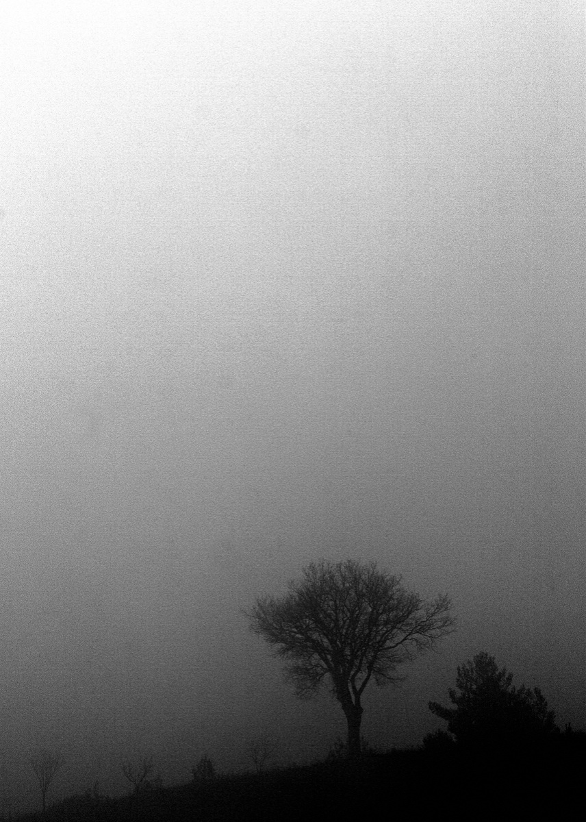 Albero nella nebbia...
