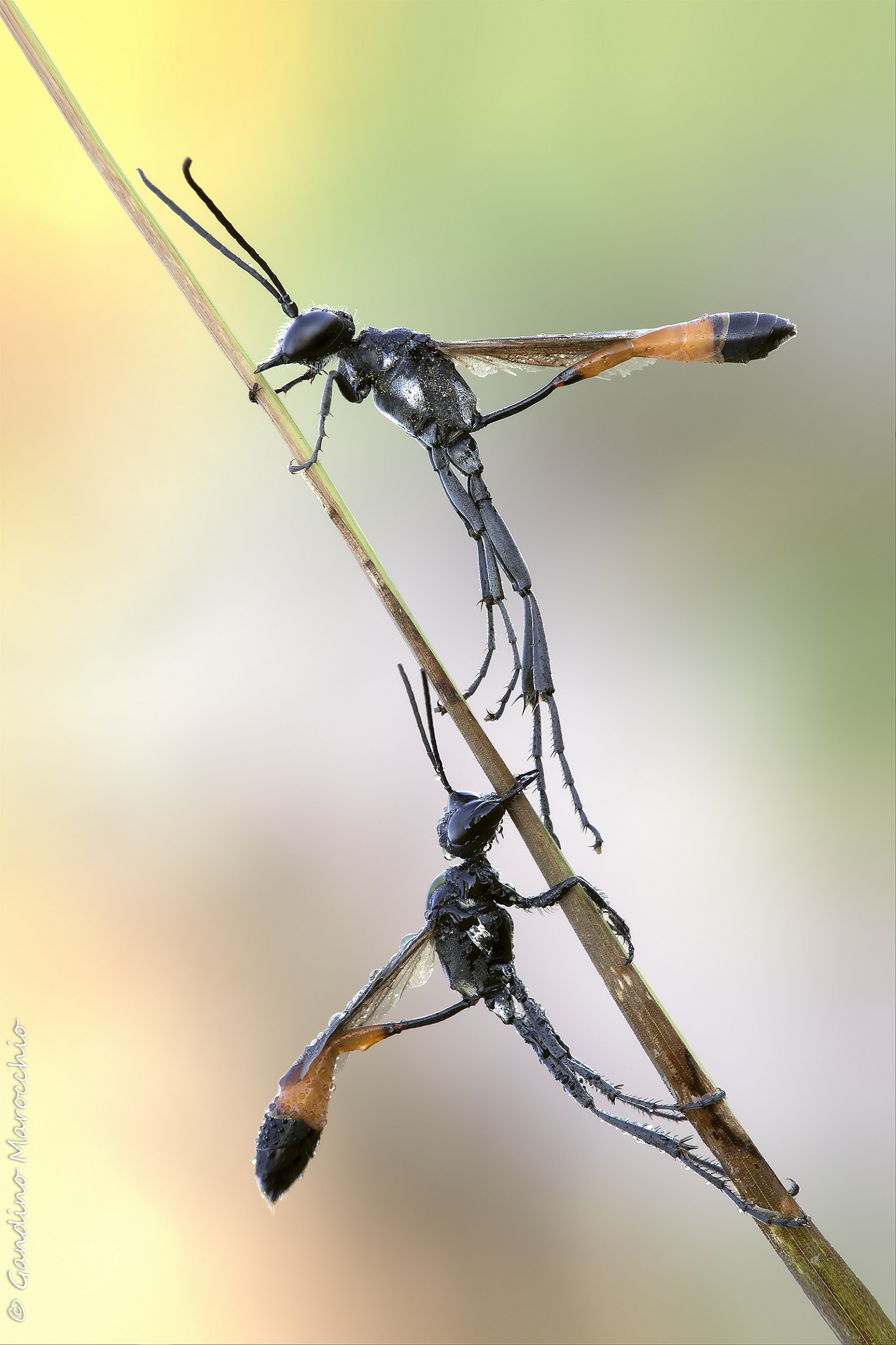 Ammophila Procera...