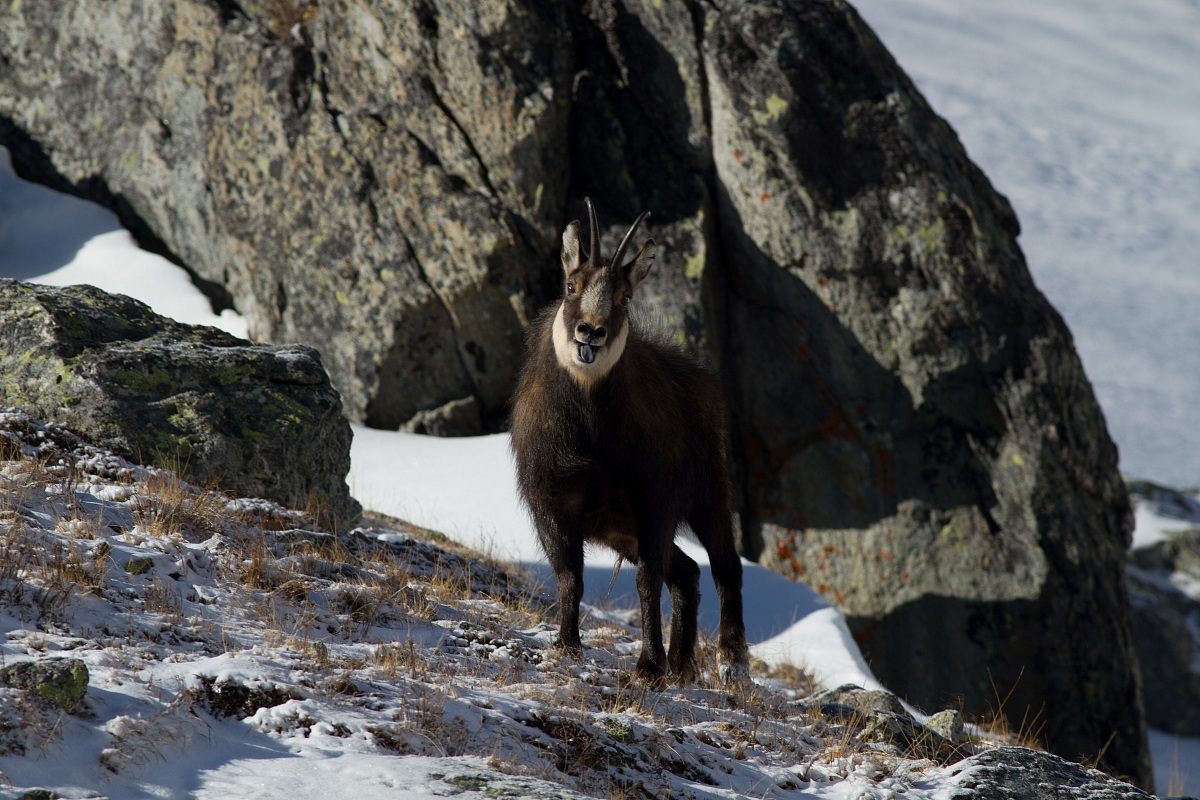 suede during the mating season...