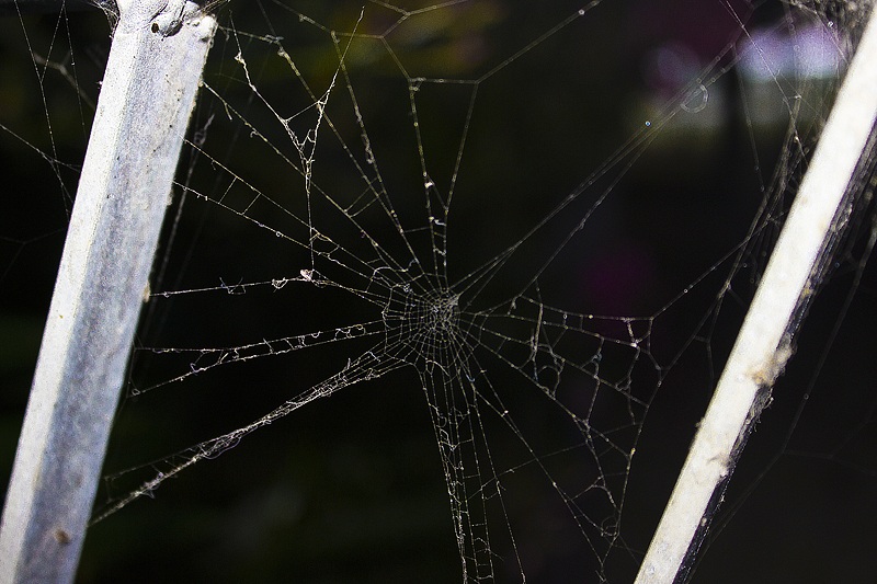 Spider-web...