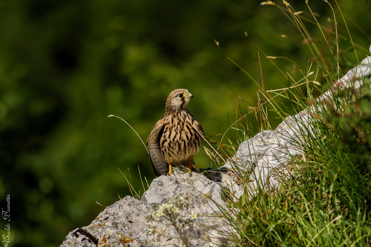 Kestrel (Falco tinnunculus)...