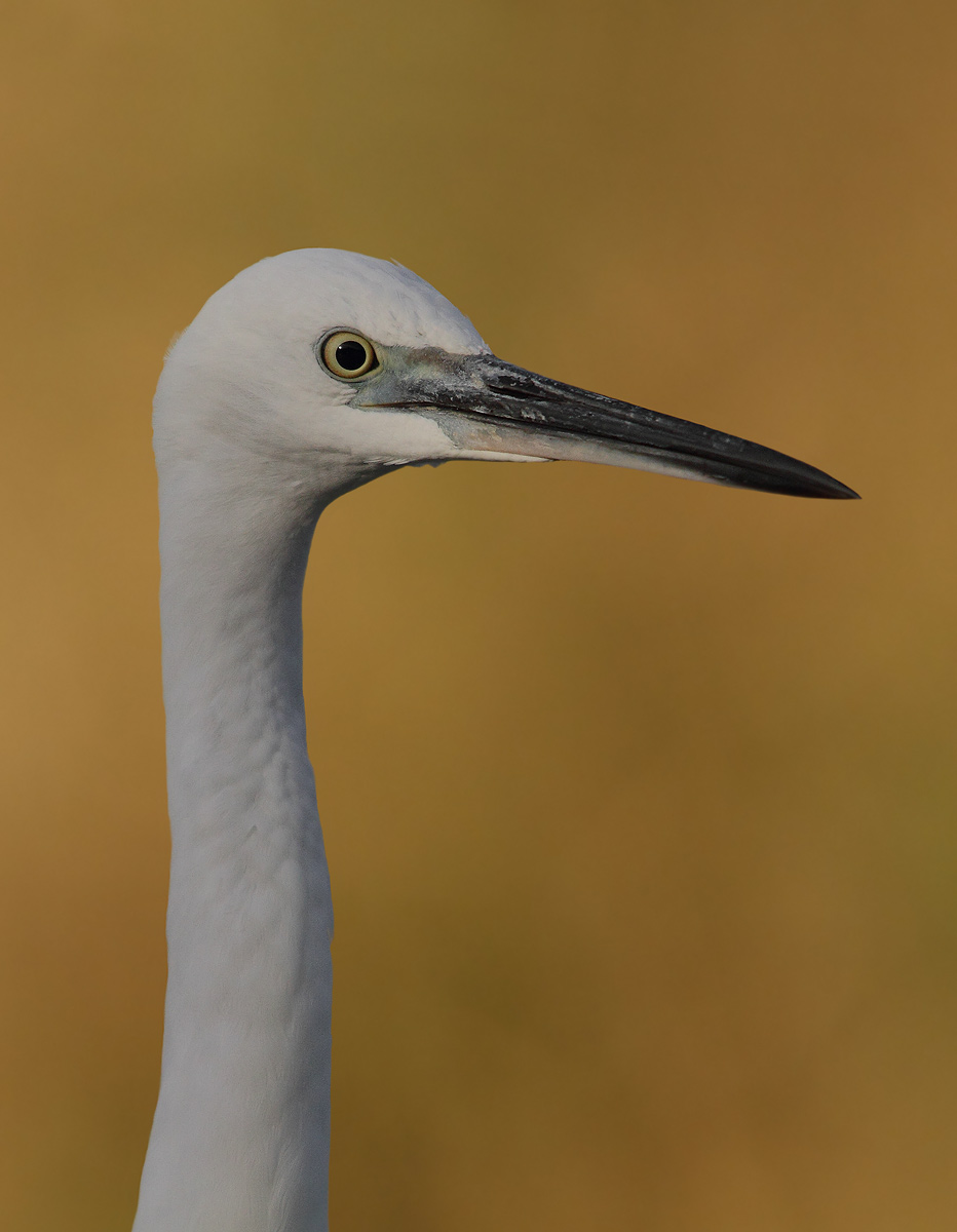 Egret-portrait...