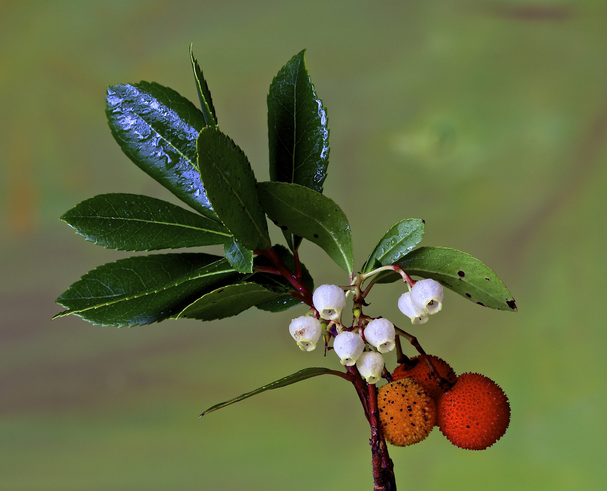arbutus!...
