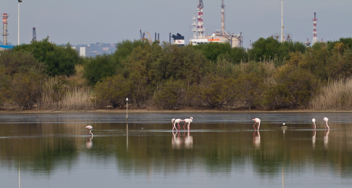 flamingos and the refinery!...