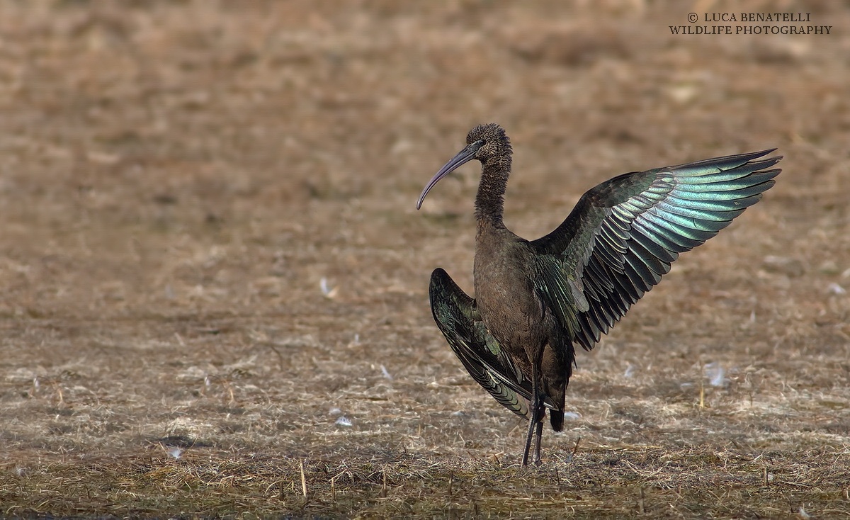 Glossy Ibis...