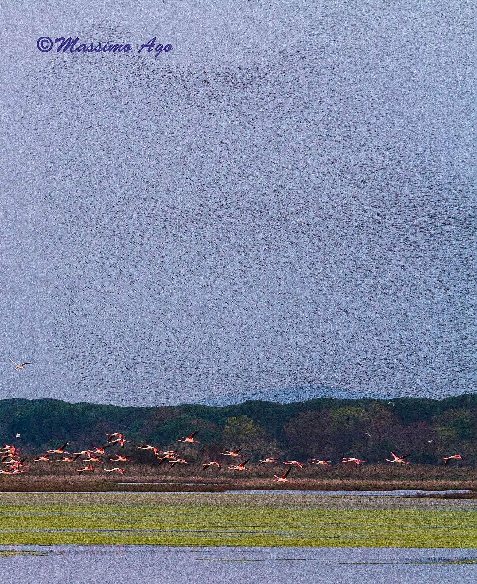 Starlings and flamingos...