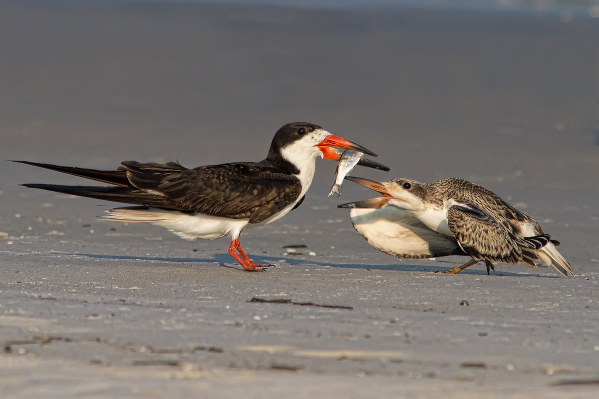 Black Skimmer alimentazione giovanile...