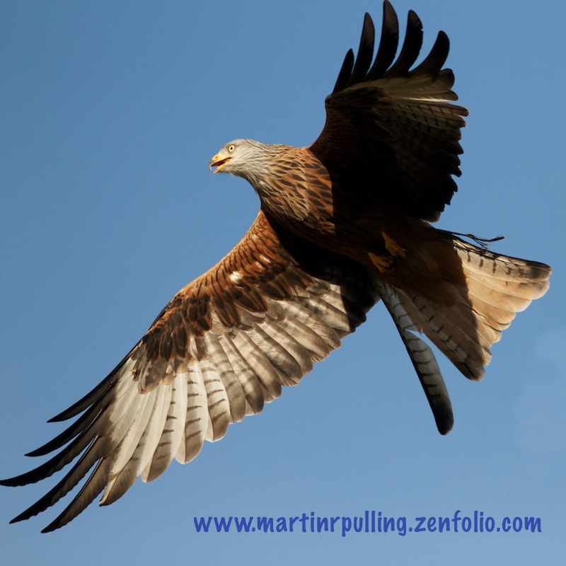 Red Kite a Gigrin...