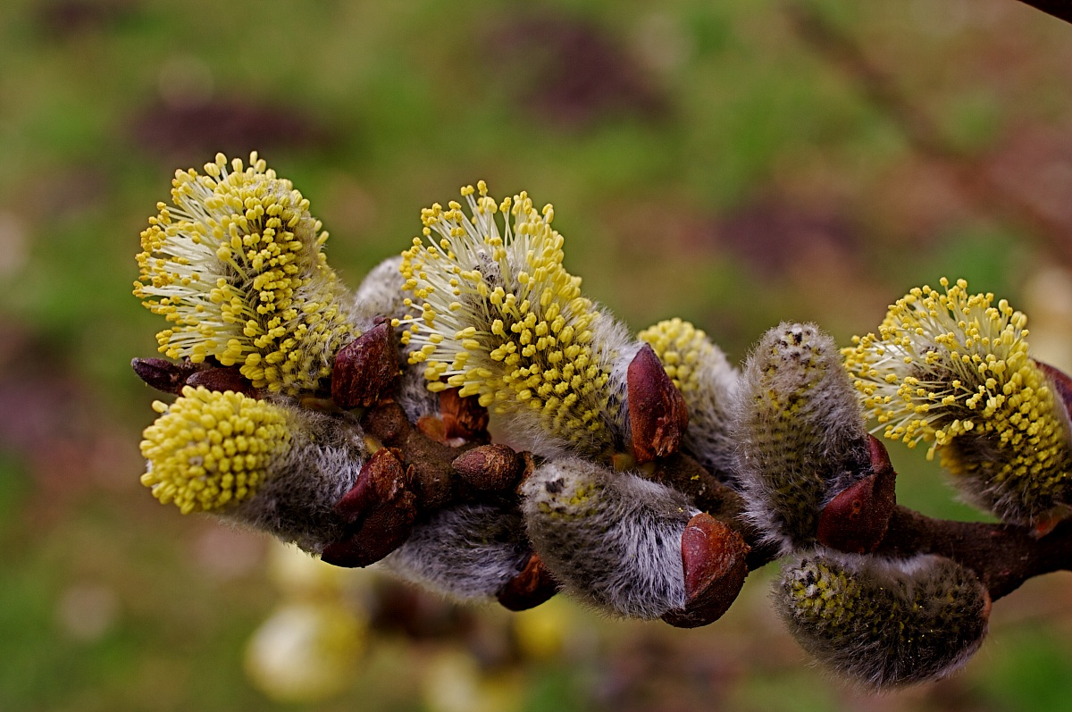 The first of the pollen season...