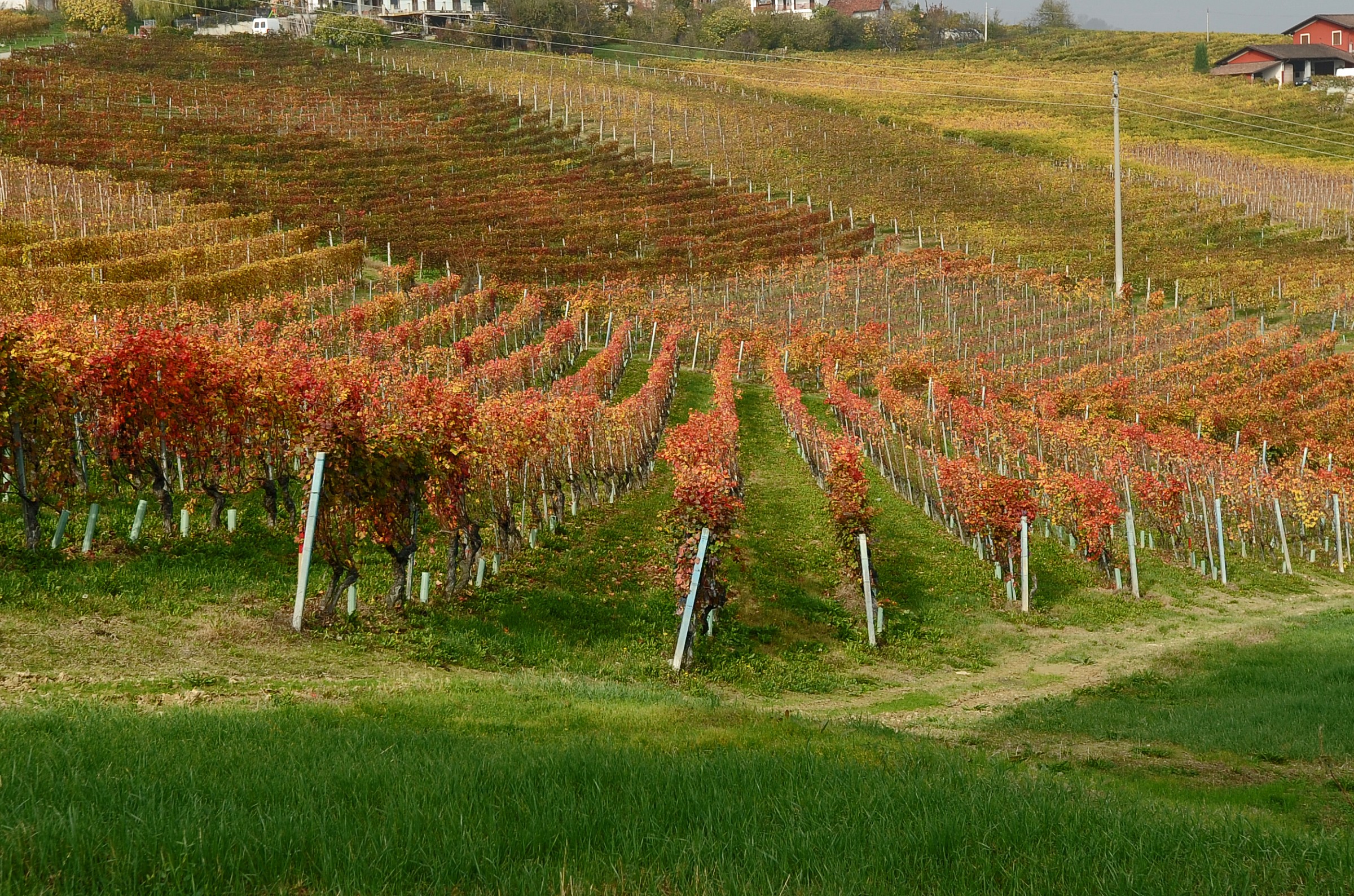 Le Vigne del Barolo...