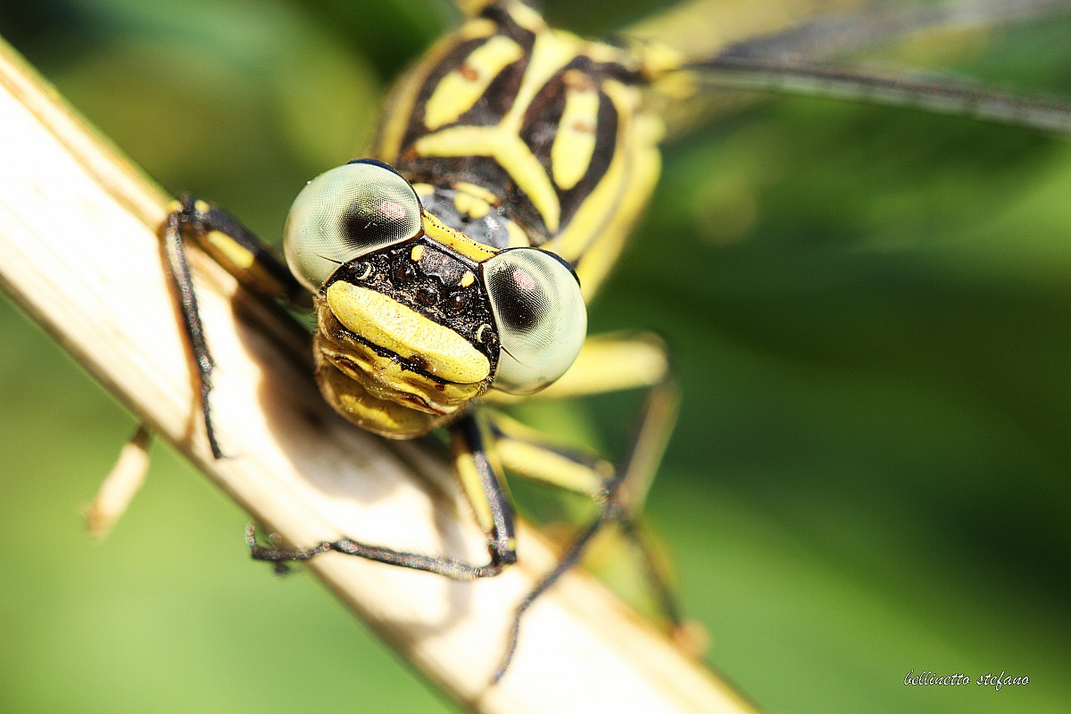 libellula...