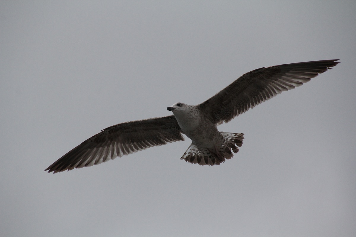 Fly free...