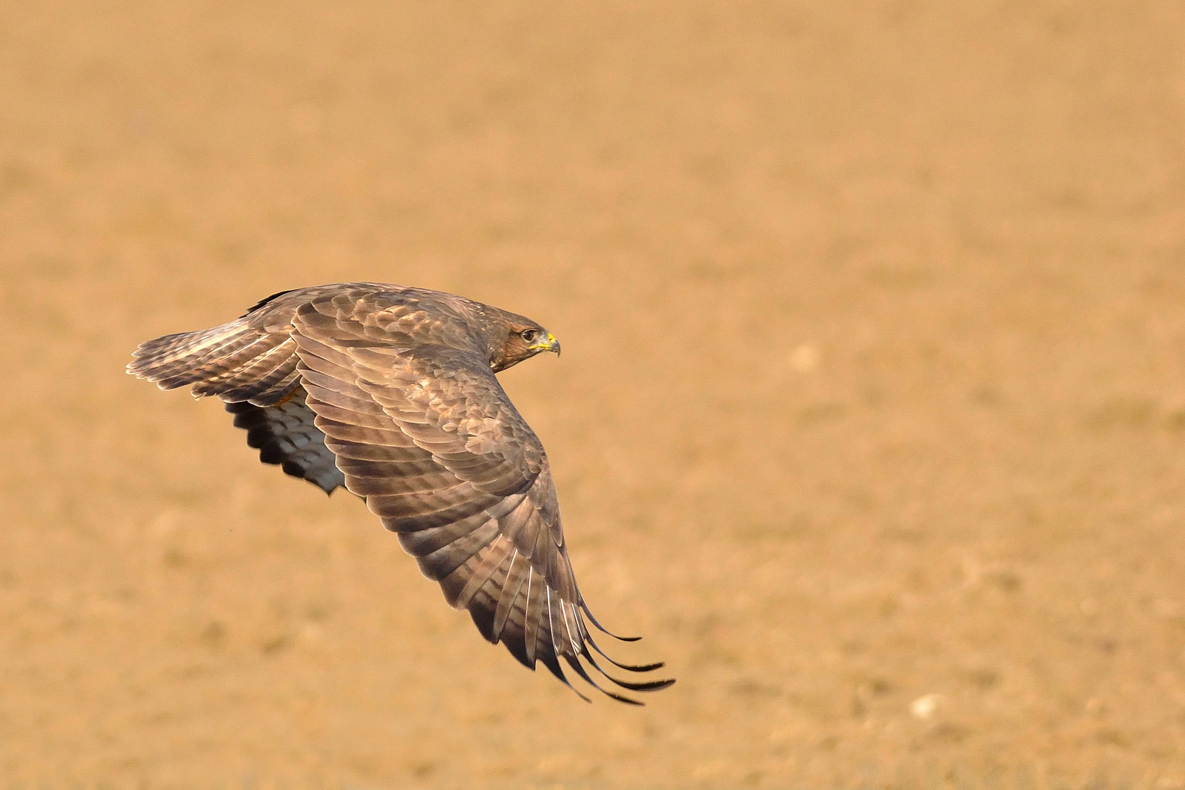 Buzzard in flight...