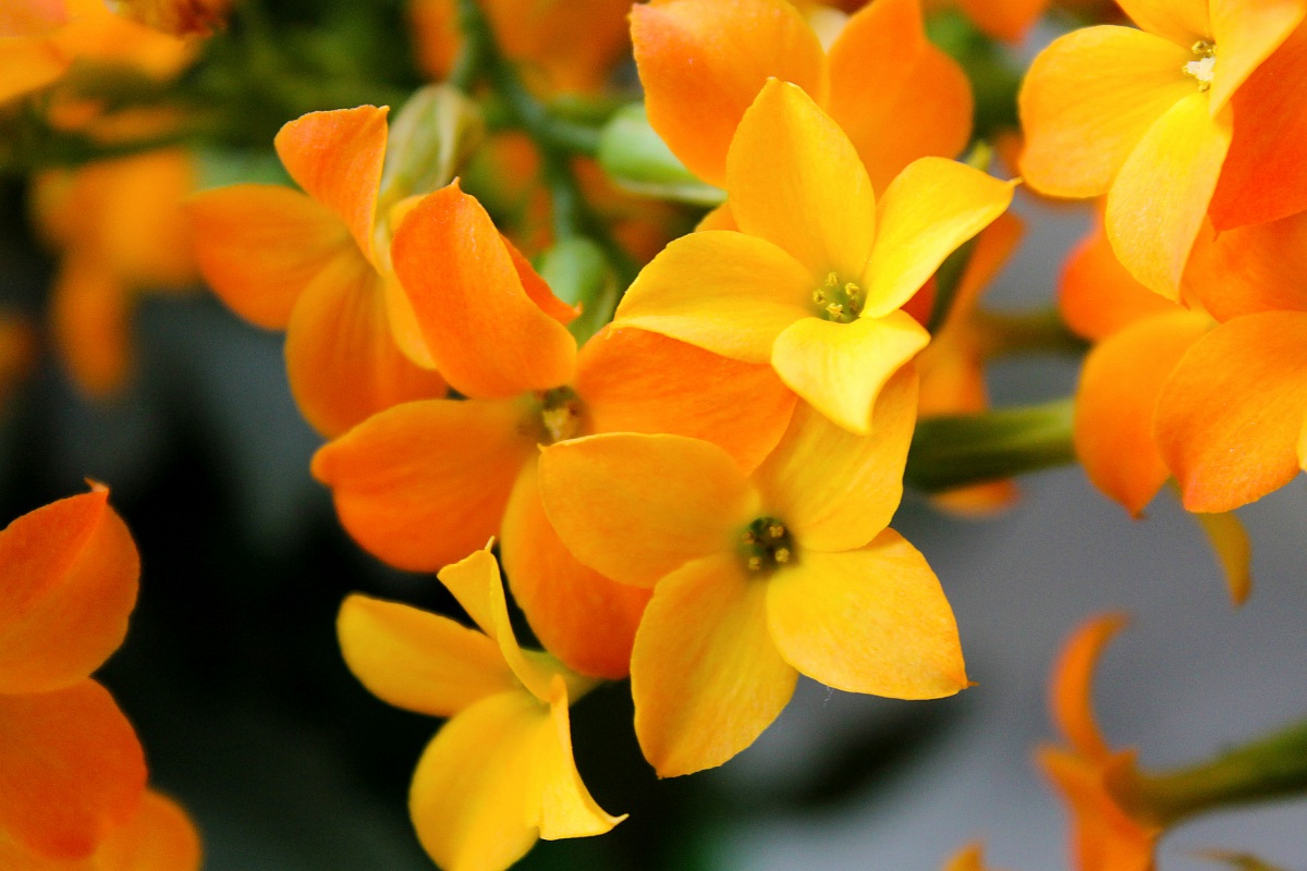 Arancione...