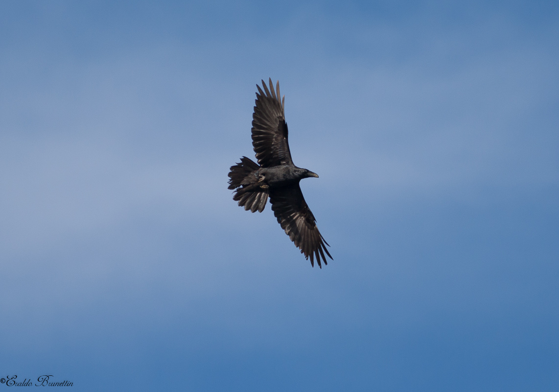 Raven (Corvus Corax)...