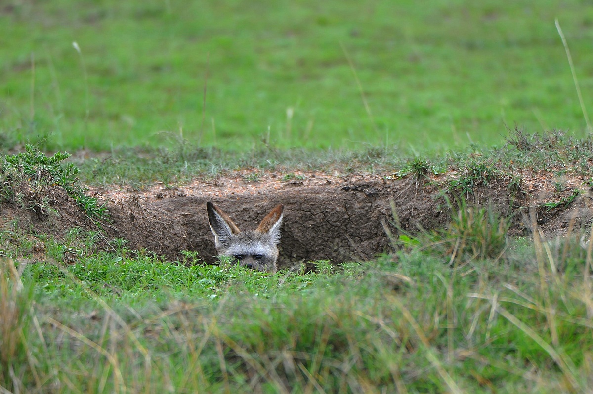 Bat-eared Fox in the den...