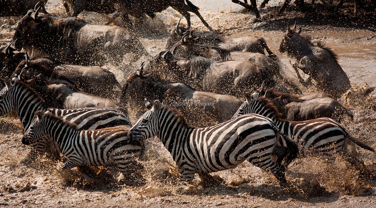 Crossing of wildebeest and zebras...