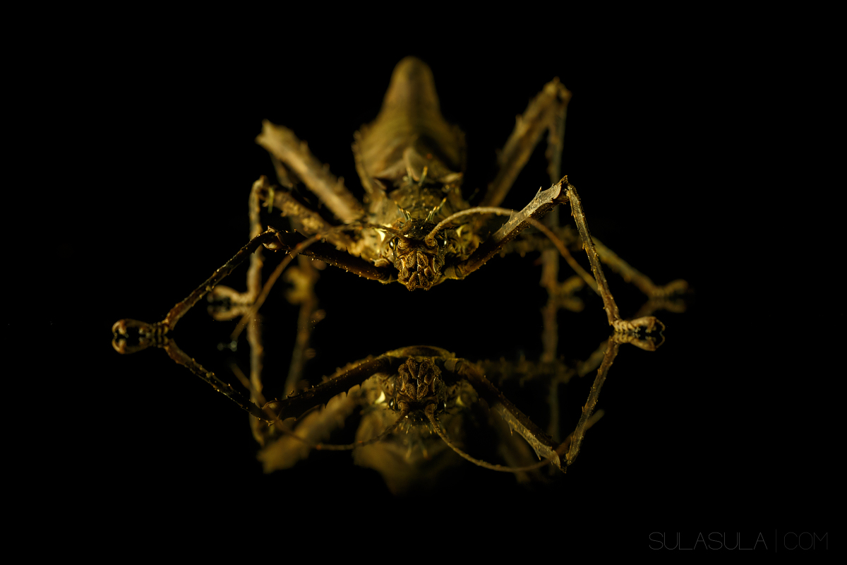 Spiny Stick Insect | Borneo...