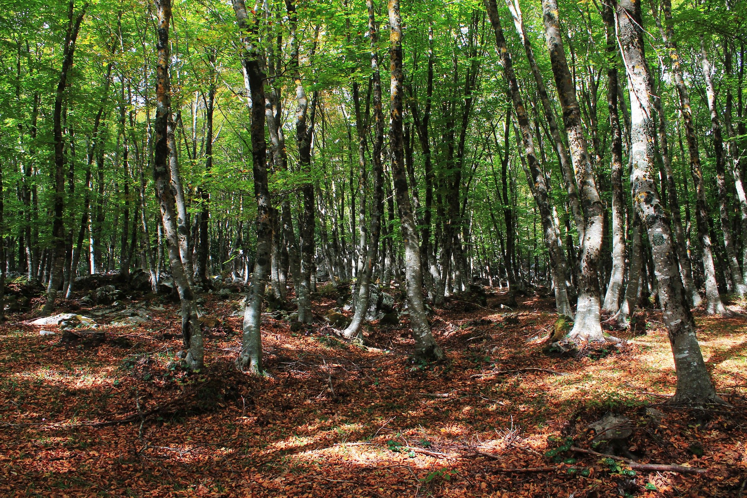 Tricolor beech forest...