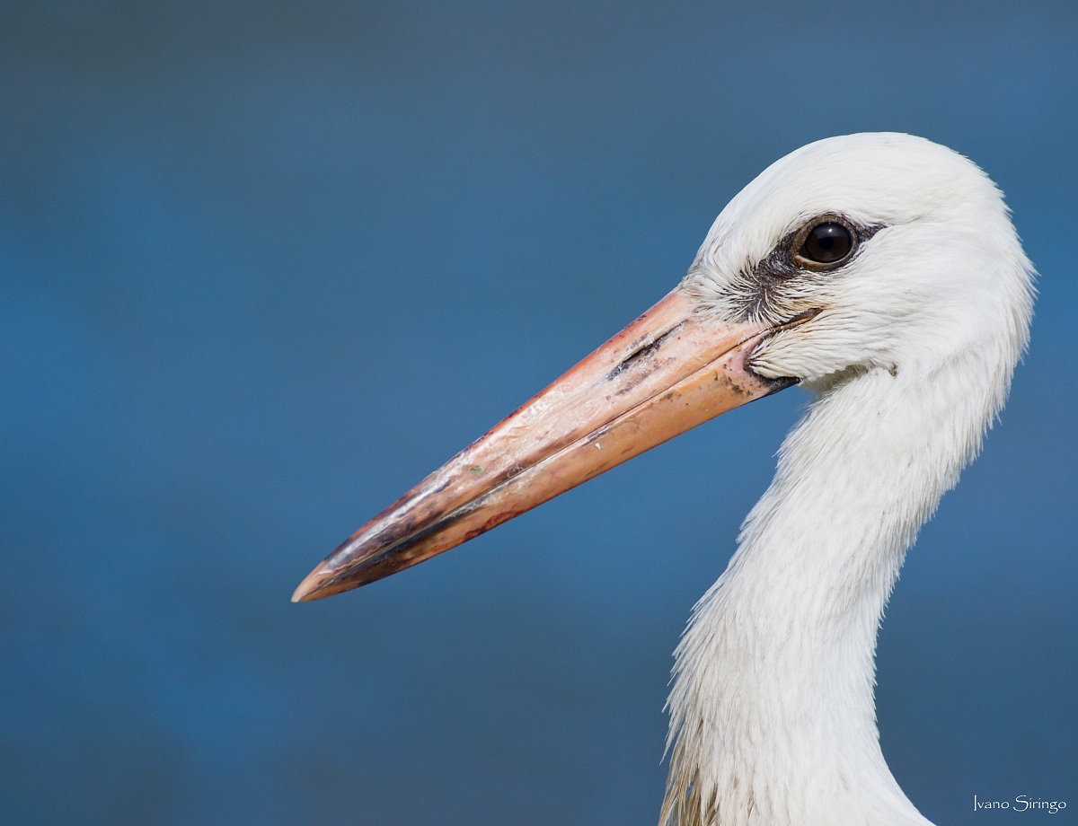 A beautiful portrait of a stork...