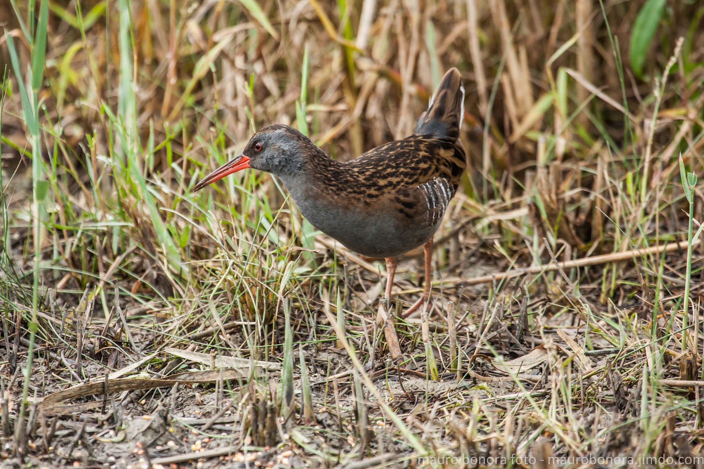 The water rail...