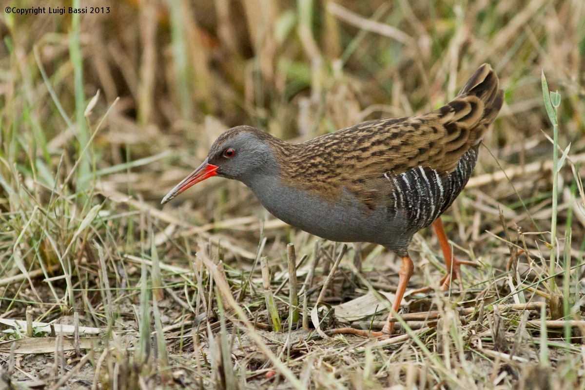 A Water Rail to ISO 6400...