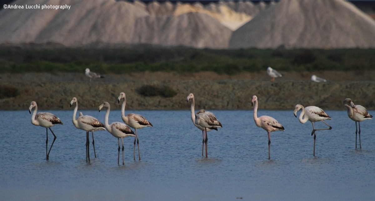 flamingos at the salt pans of Cervia...