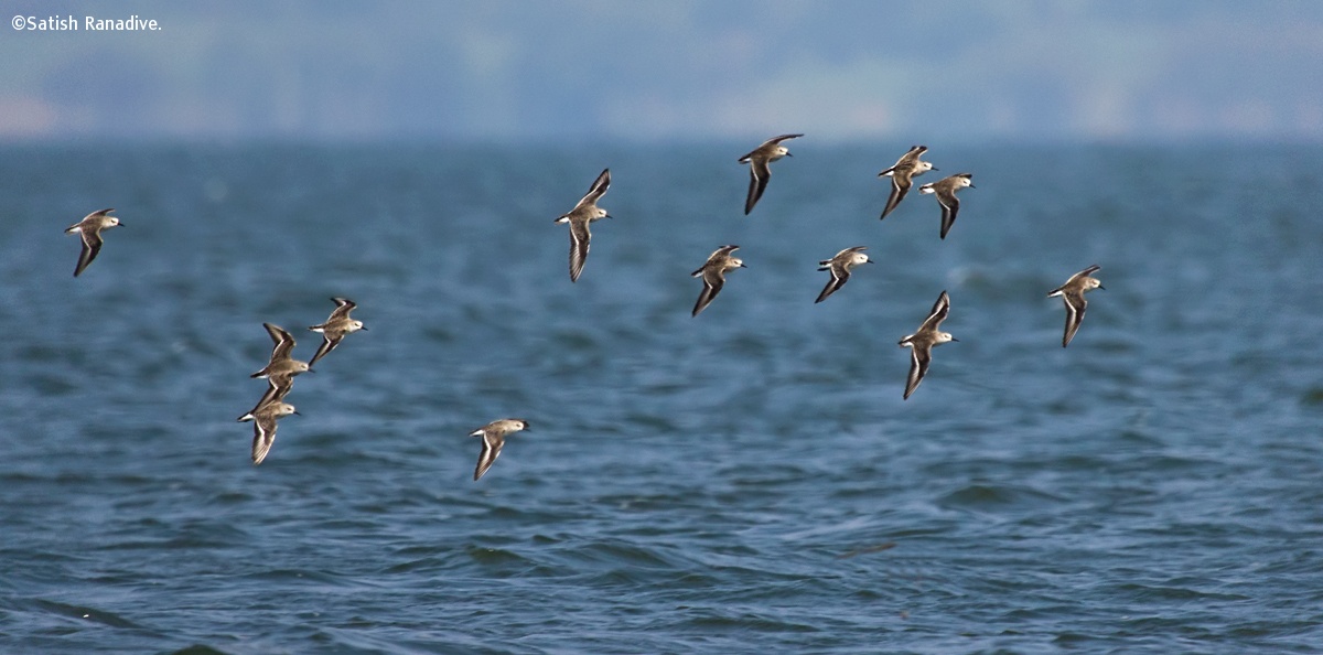 Flight of Sanderlings....