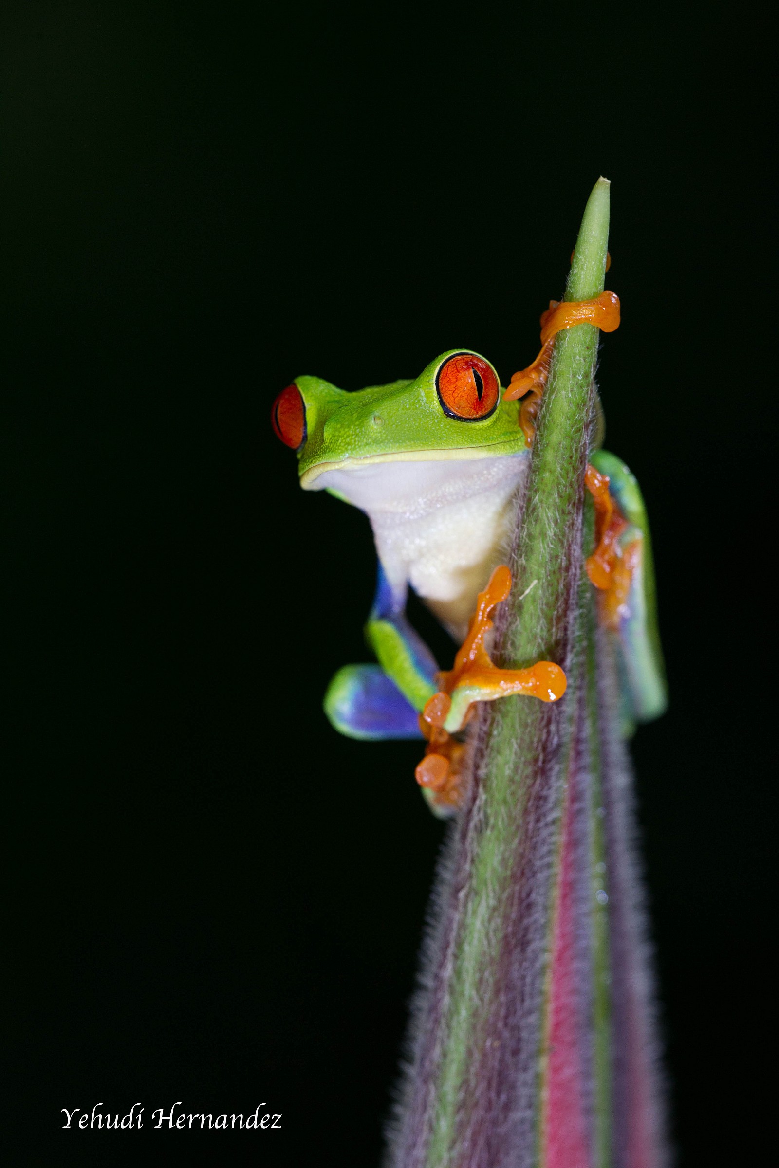 Red Eyed Tree Frog...
