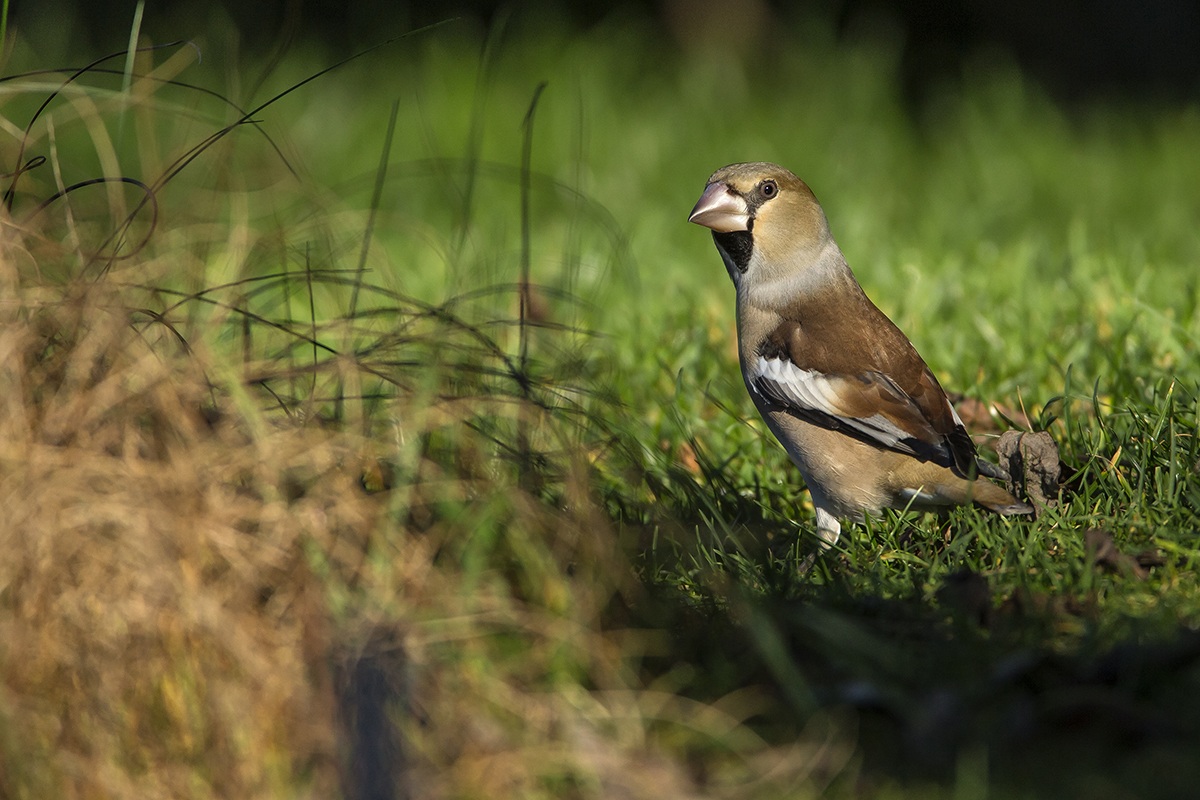 Hawfinch...