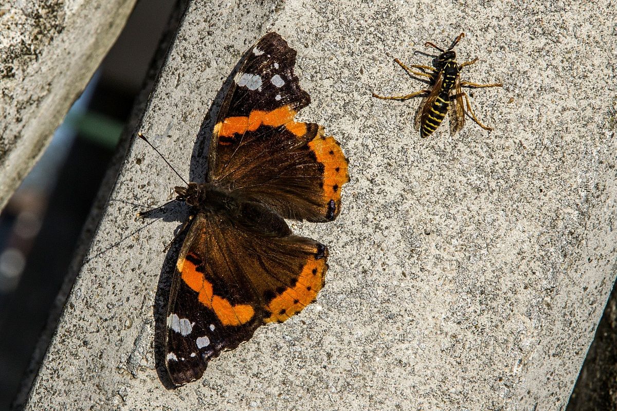 Butterfly and wasp...