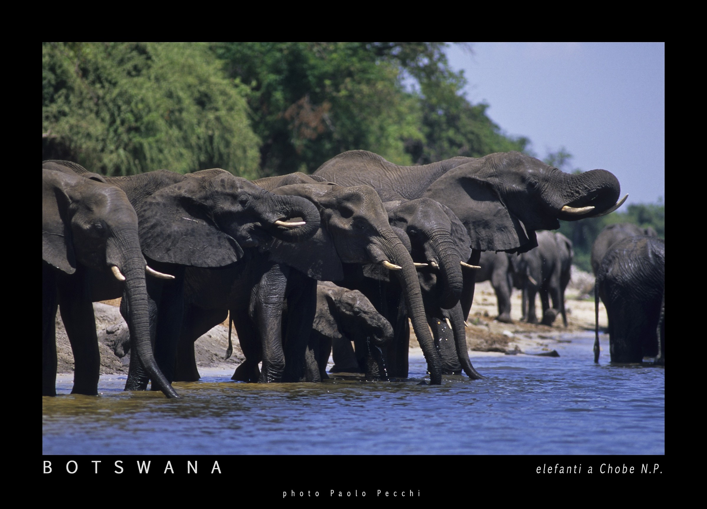 elefante africano Chobe n.p. Botswana...