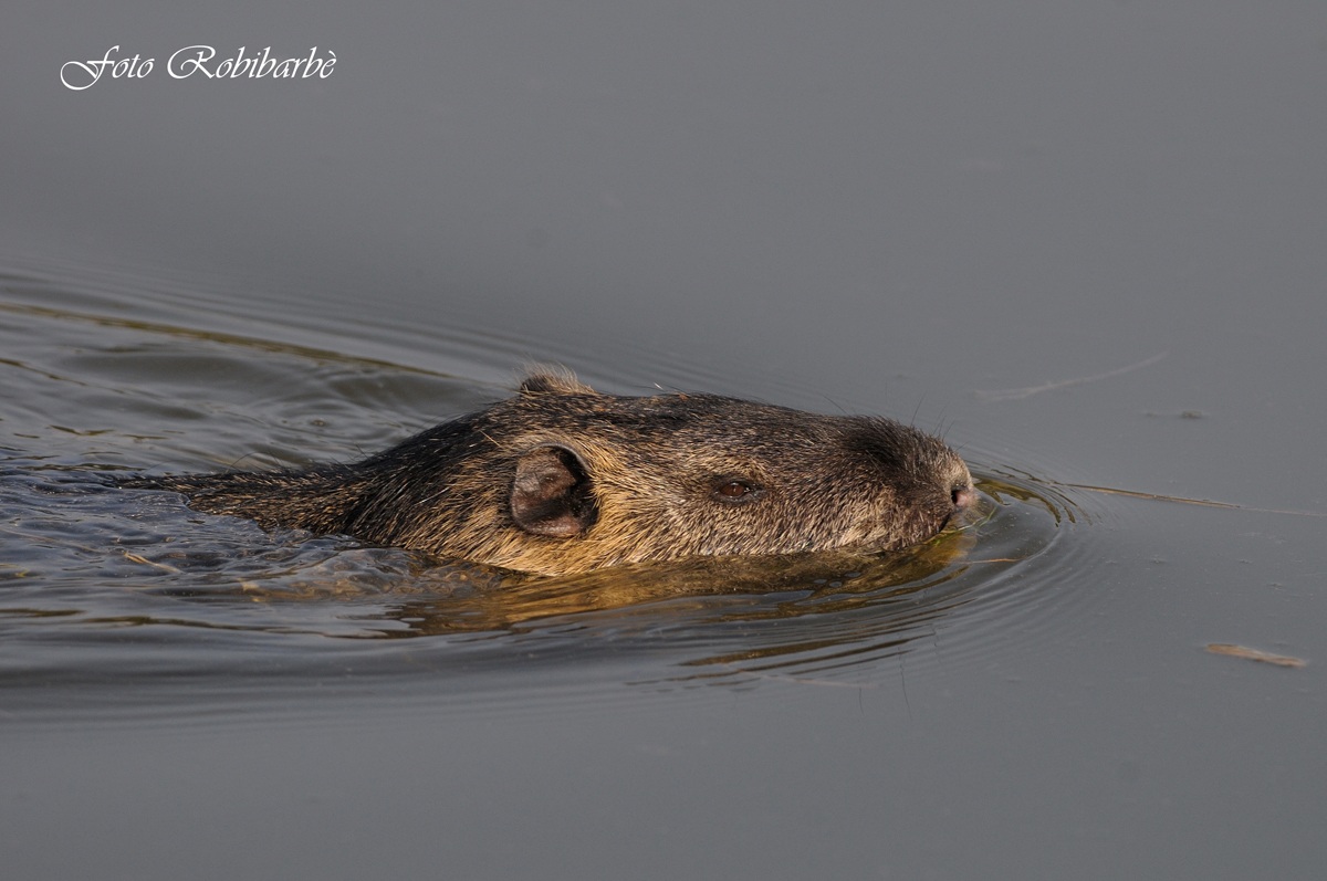 Nutria ... on the water .......