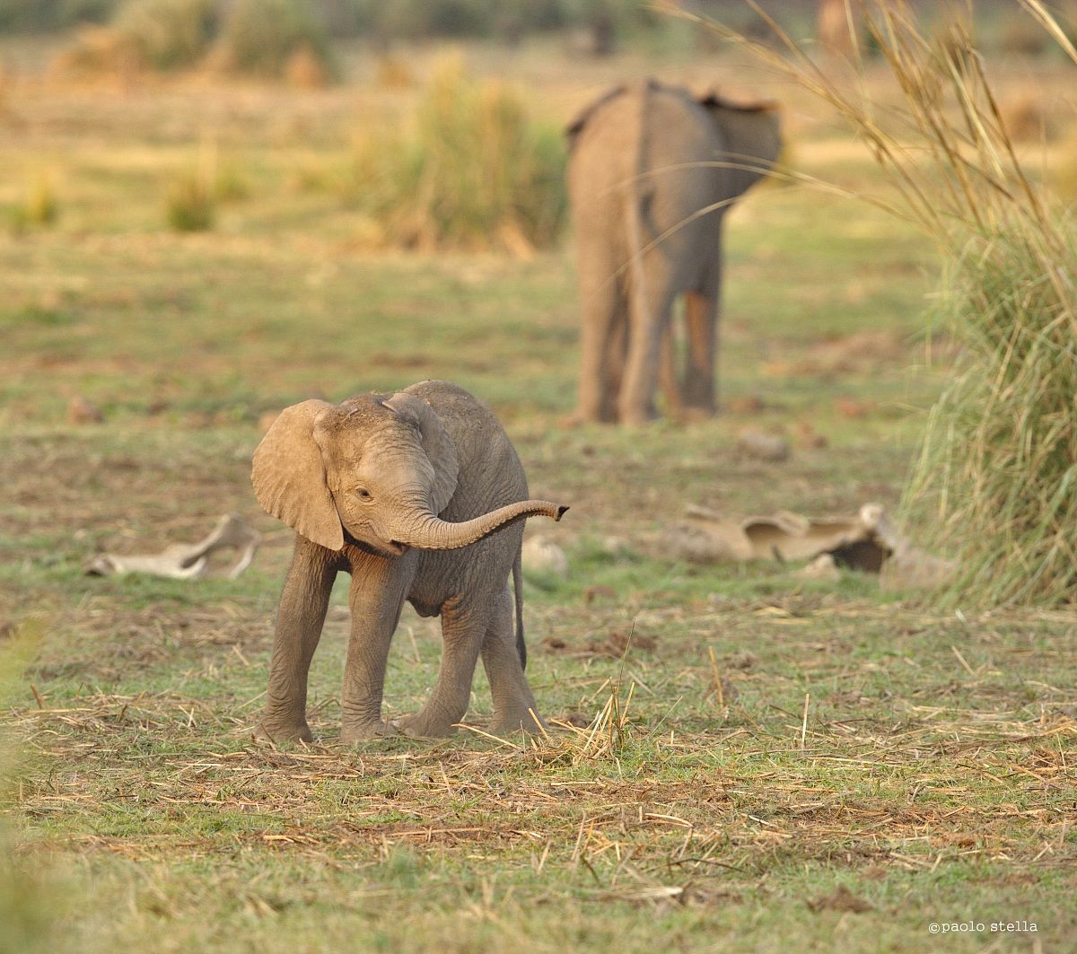 tiny baby elephant...