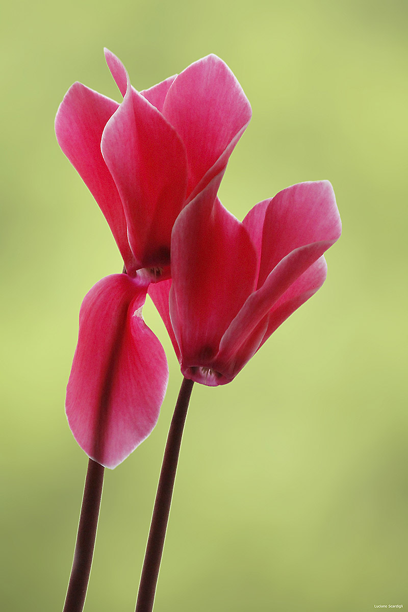 Cyclamen, MG4840...