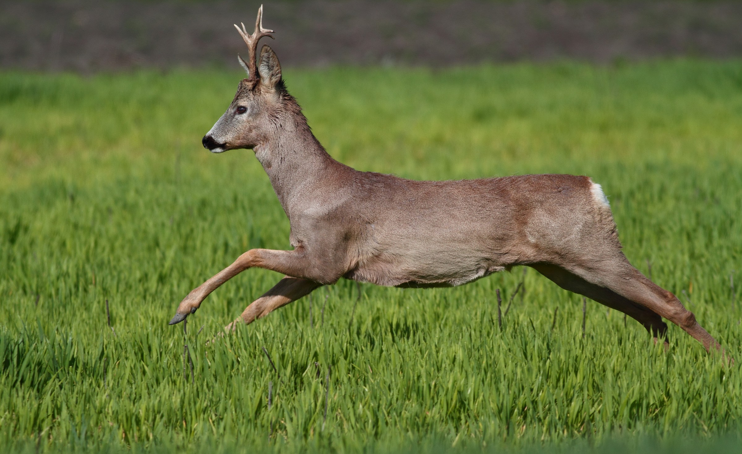 The European roe deer (Capreolus capreolus)...