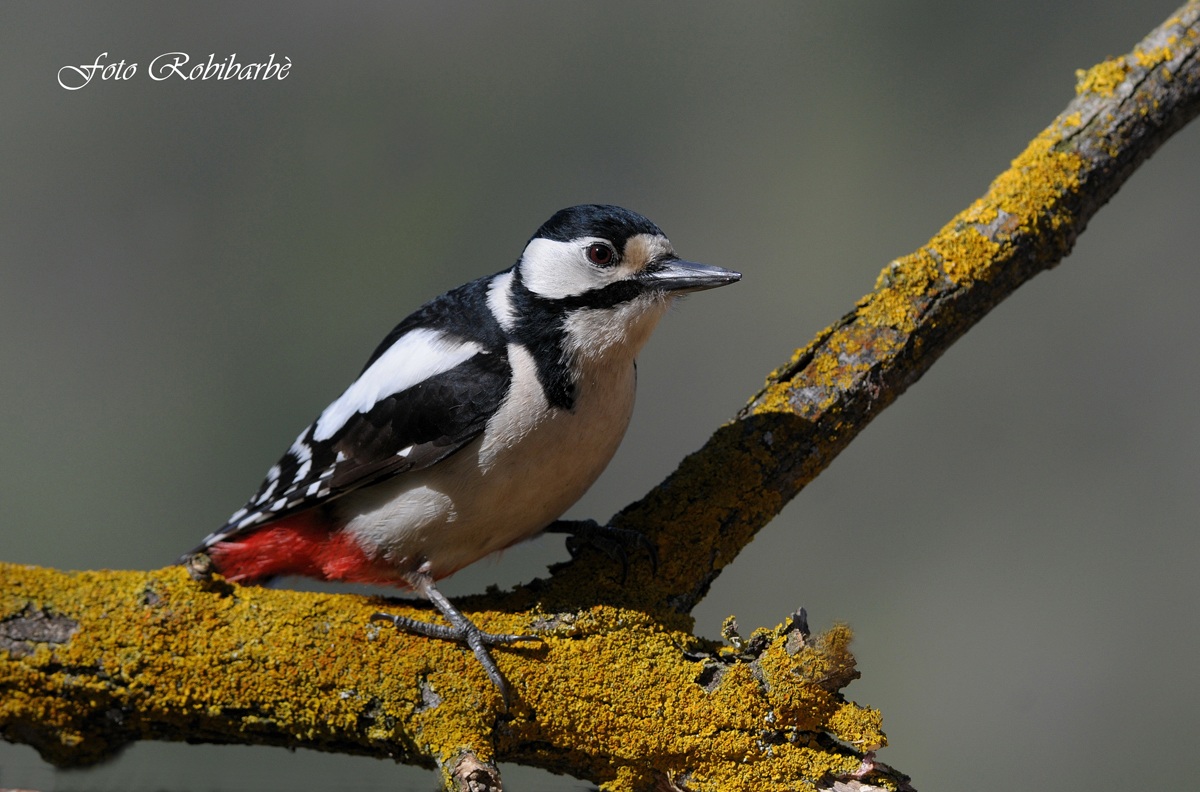 Great Spotted Woodpecker .........