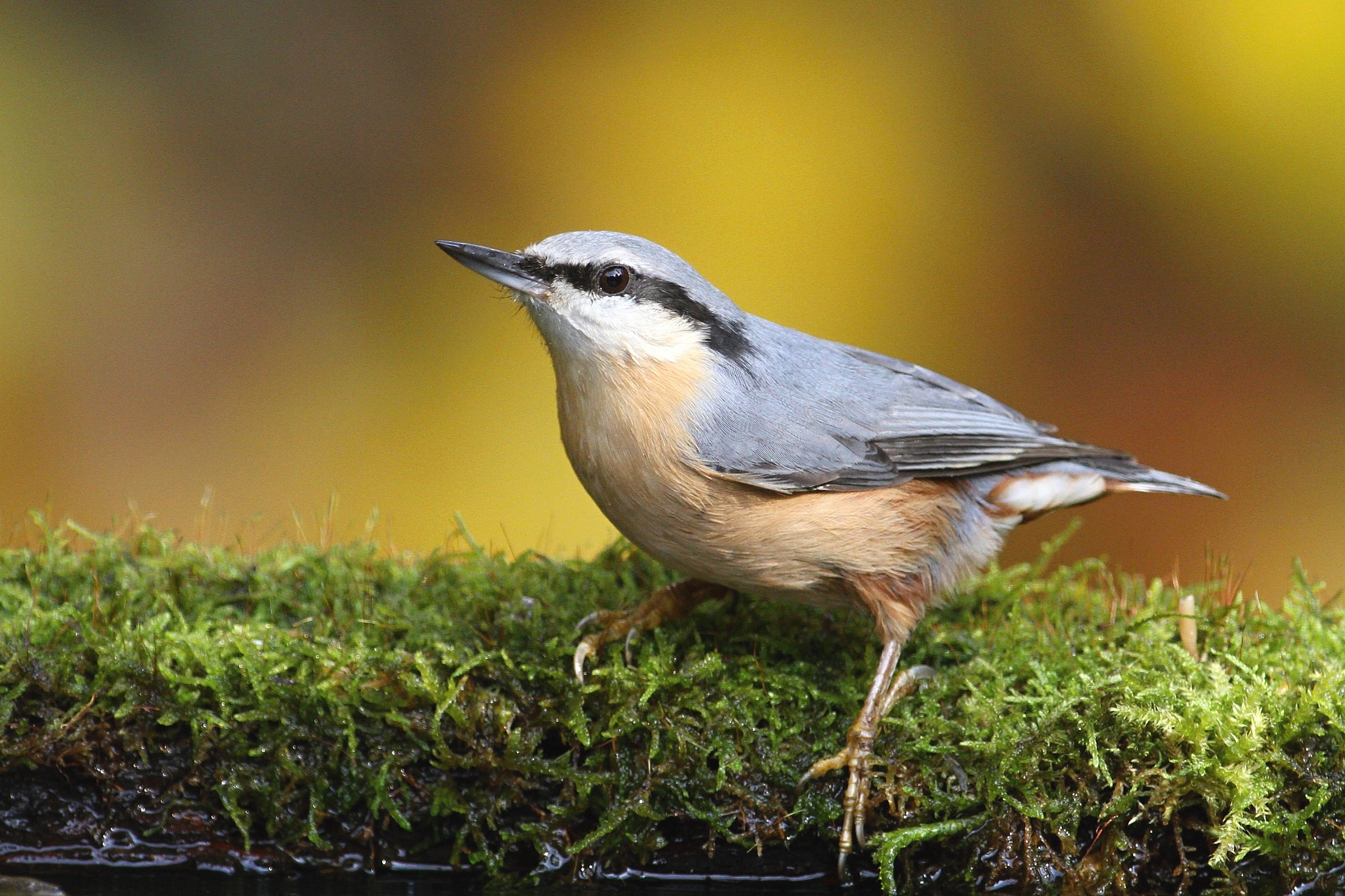 Nuthatch...