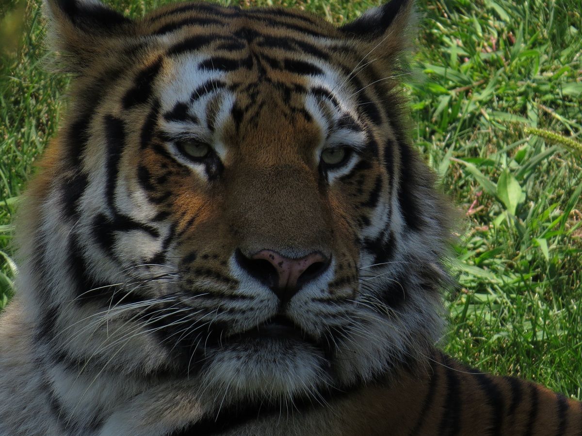 tigre a zoom zoo (Torino)...