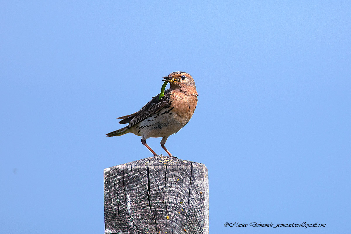 Red-throated Pipit...