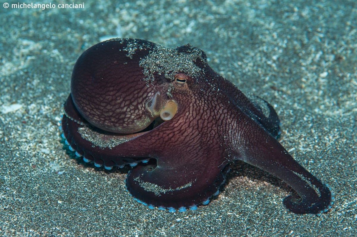 Octopus marginatus...