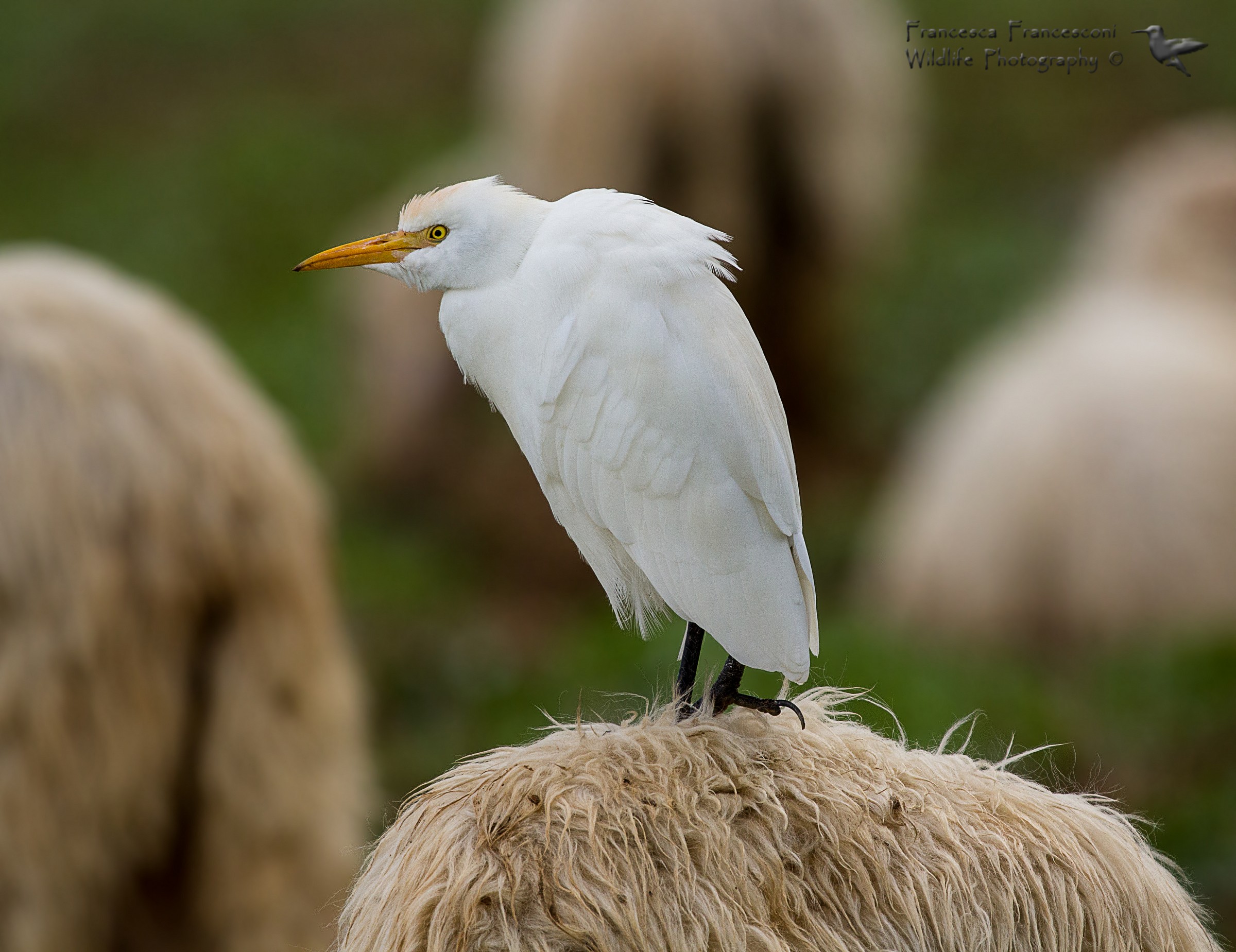 Cattle Egret...