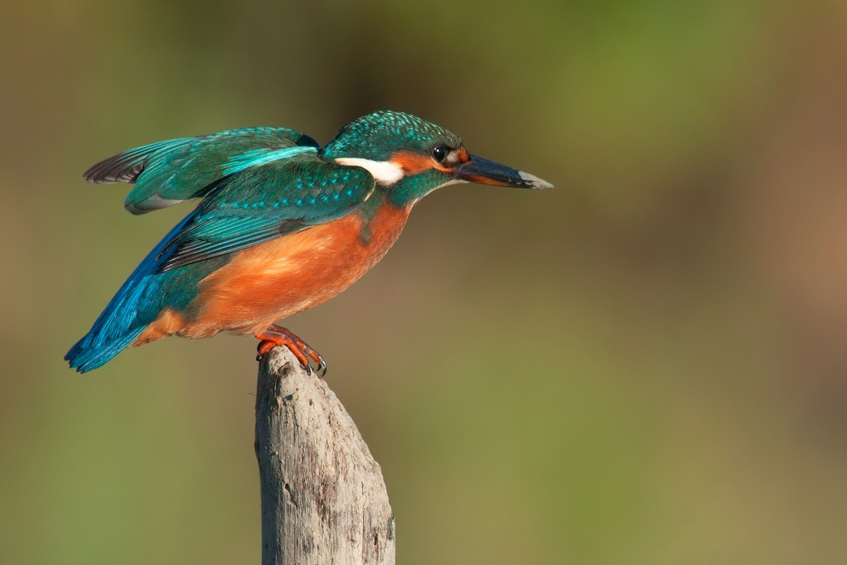 Kingfisher (Alcedo atthis)....