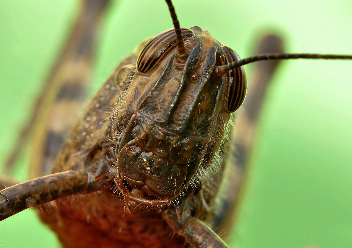 La Locusta Discotecara...