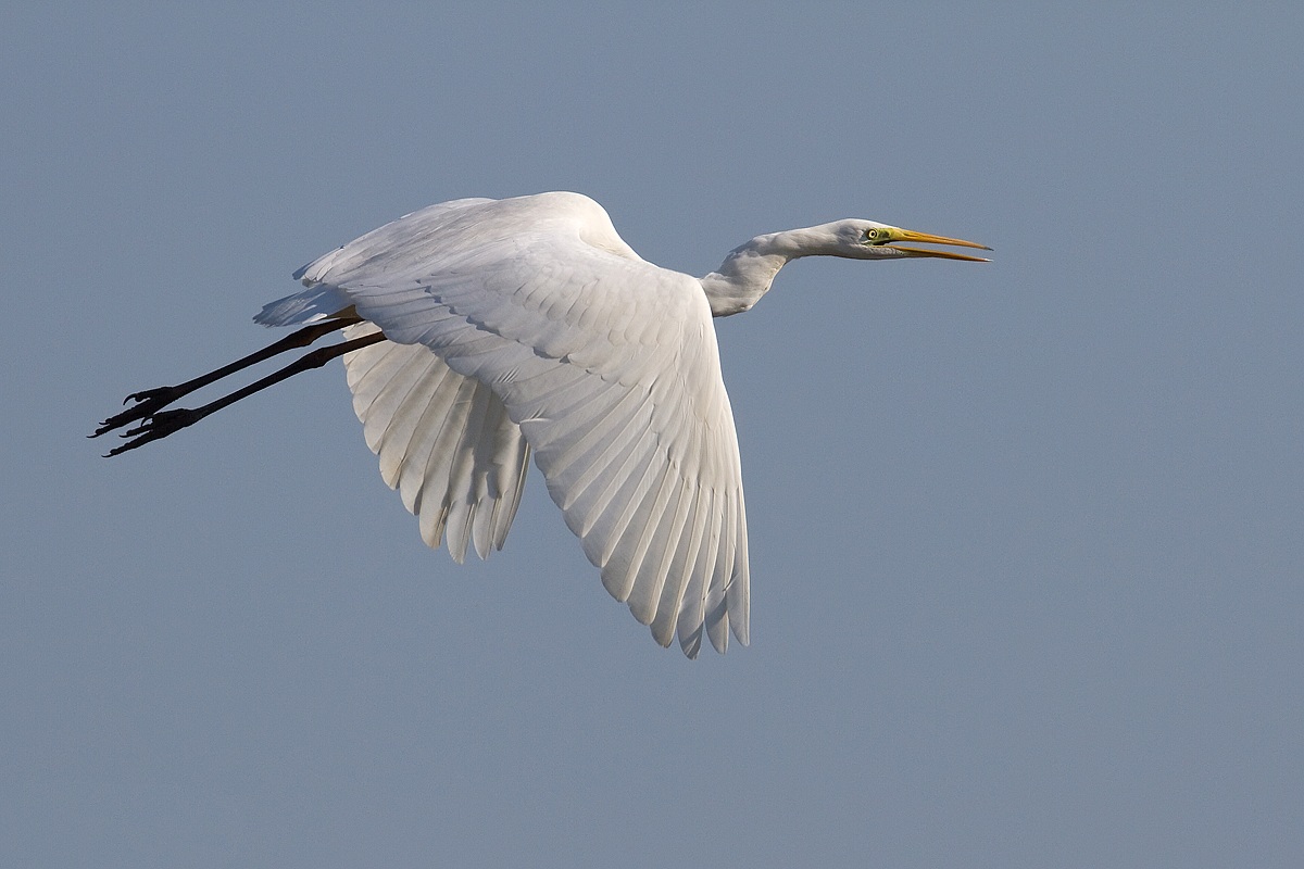 Great Egret...