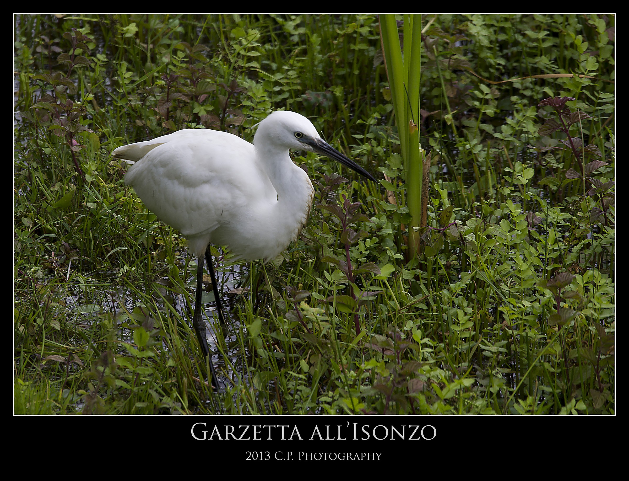 Egret stealth...
