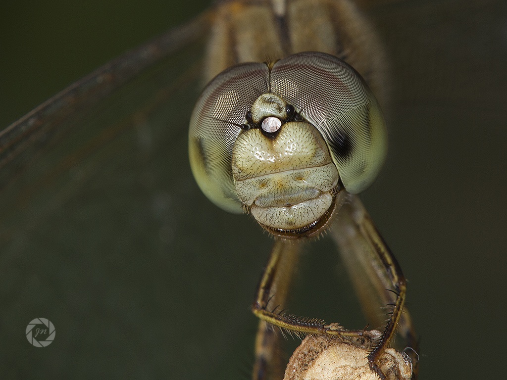 Face to face with Dragon fly...